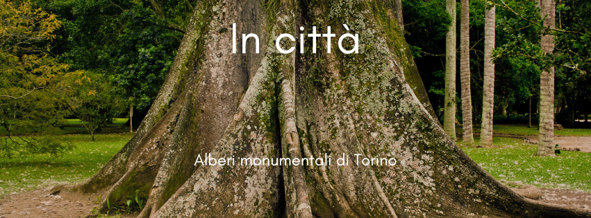 Alberi monumentali di Torino