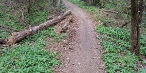 Cos'è il bushcraft